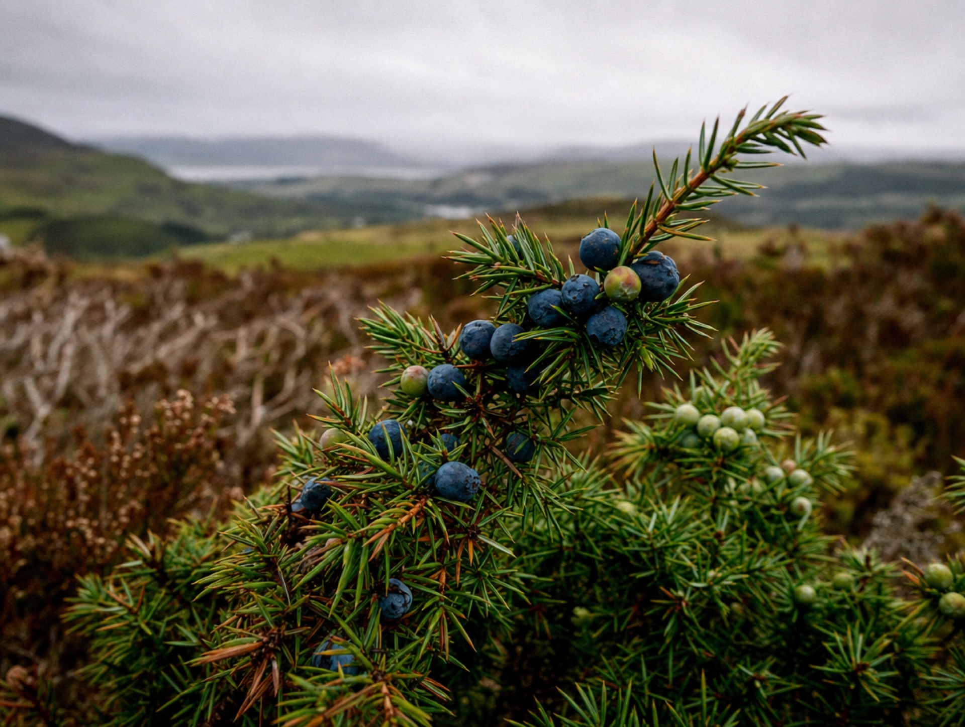 Wilder Wacholderbusch auf schottischem Hochmoor mit reifen Beeren